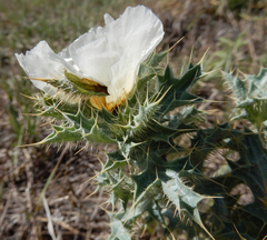 Argemone squarrosa
