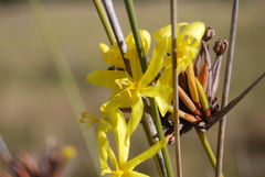 Bobartia orientalis