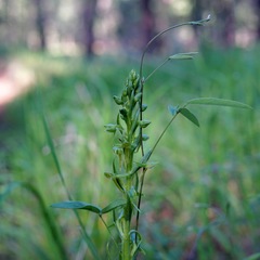 Platanthera brevifolia