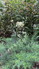 Magnoliopsida