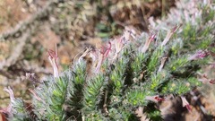 Echium glomeratum