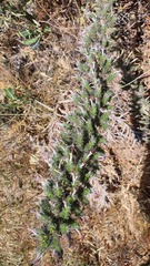 Echium glomeratum