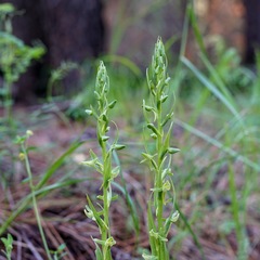 Platanthera brevifolia