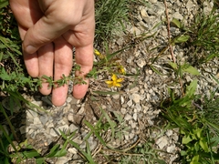 Hypericum perforatum