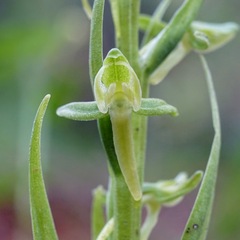 Platanthera brevifolia