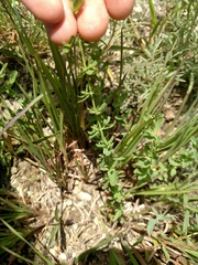 Hypericum perforatum