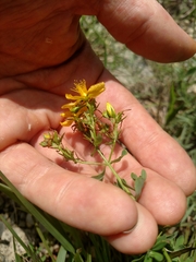 Hypericum perforatum