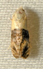 Eugnosta erigeronana