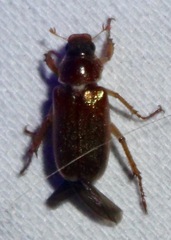 Dichelonyx linearis