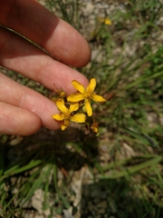 Hypericum perforatum