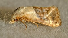 Eugnosta erigeronana