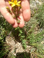 Hypericum perforatum
