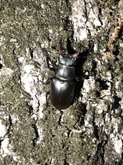 Lucanus cervus turcicus