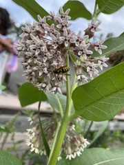 Dolichovespula arenaria