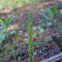 Platanthera brevifolia