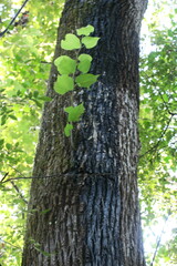 Tilia americana caroliniana