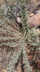 Echium glomeratum