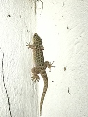 Phyllodactylus tuberculosus