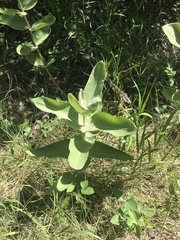 Asclepias speciosa