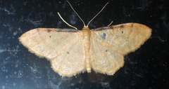 Idaea lutulentaria