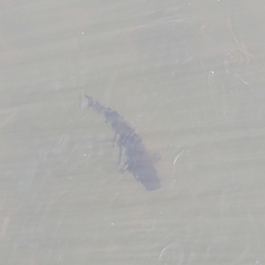 Steindachneridion melanodermatum