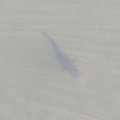 Steindachneridion melanodermatum