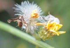 Microsphecia brosiformis