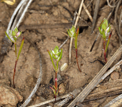 Polygonum polygaloides kelloggii