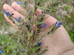 Echium vulgare