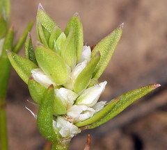 Polygonum polygaloides kelloggii