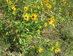 Rudbeckia hirta pulcherrima