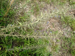Echium vulgare