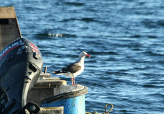 Leucophaeus scoresbii