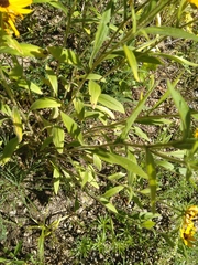 Rudbeckia hirta pulcherrima