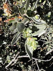 Salix orestera