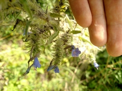 Echium vulgare