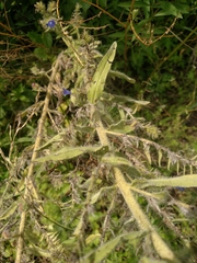 Echium vulgare