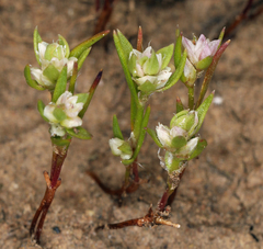 Polygonum polygaloides kelloggii