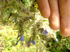 Echium vulgare