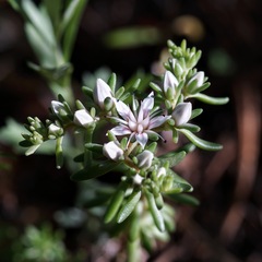Sedum stelliforme