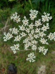 Daucus carota