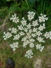 Daucus carota