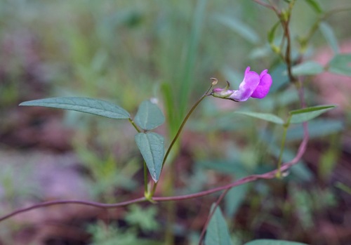 Pinos Altos Mountain bean (Phaseolus parvulus)