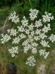 Daucus carota