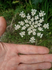 Daucus carota