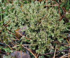 Cladonia phyllophora