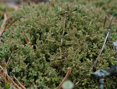 Cladonia phyllophora