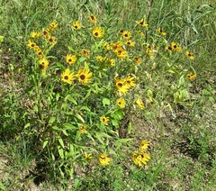 Rudbeckia hirta pulcherrima