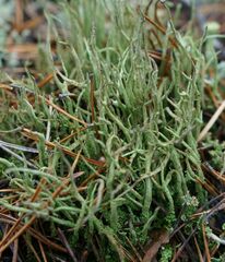 Cladonia subulata