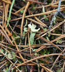 Cladonia deformis